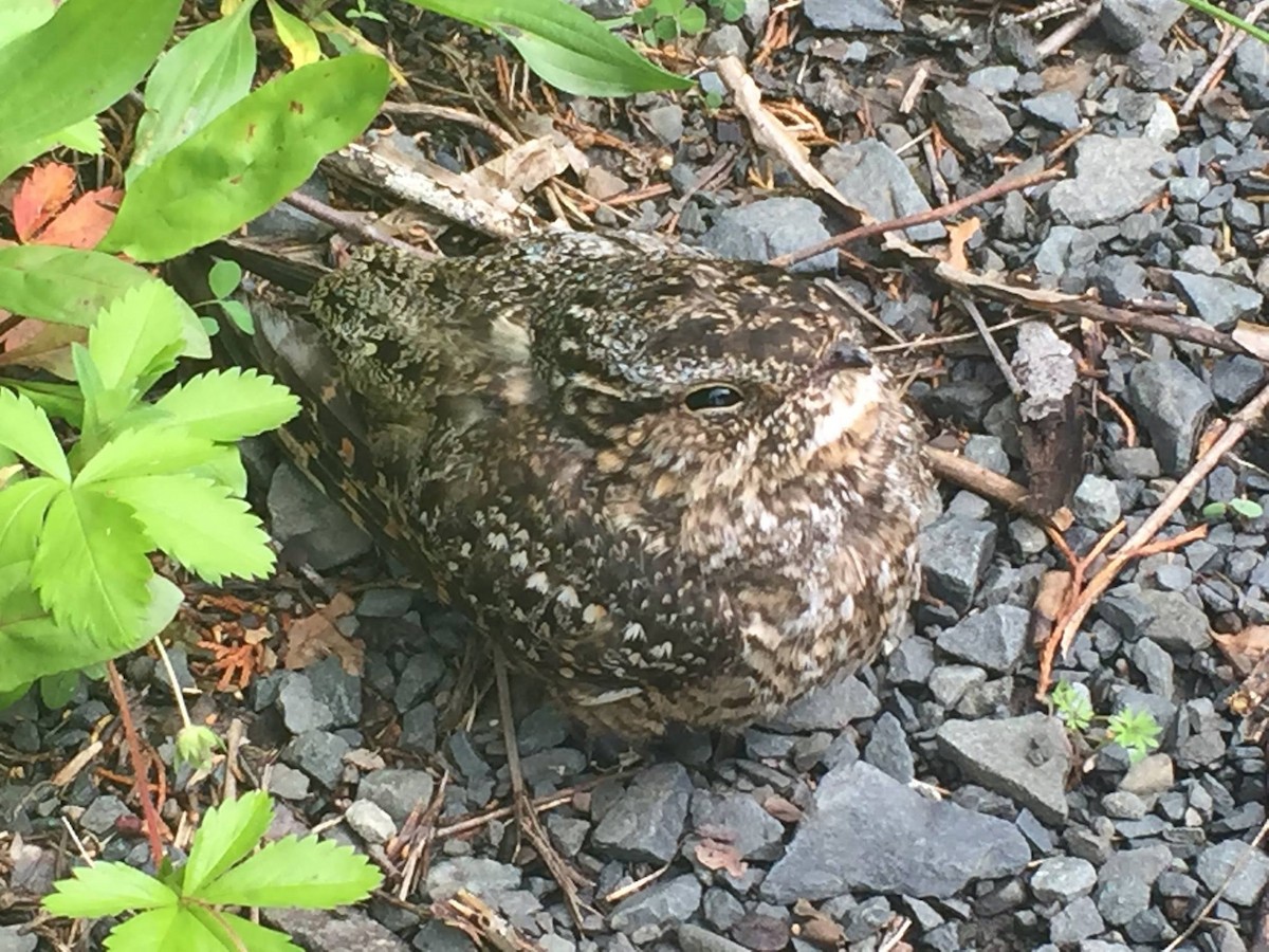 Lesser Nighthawk - Ben Barkley