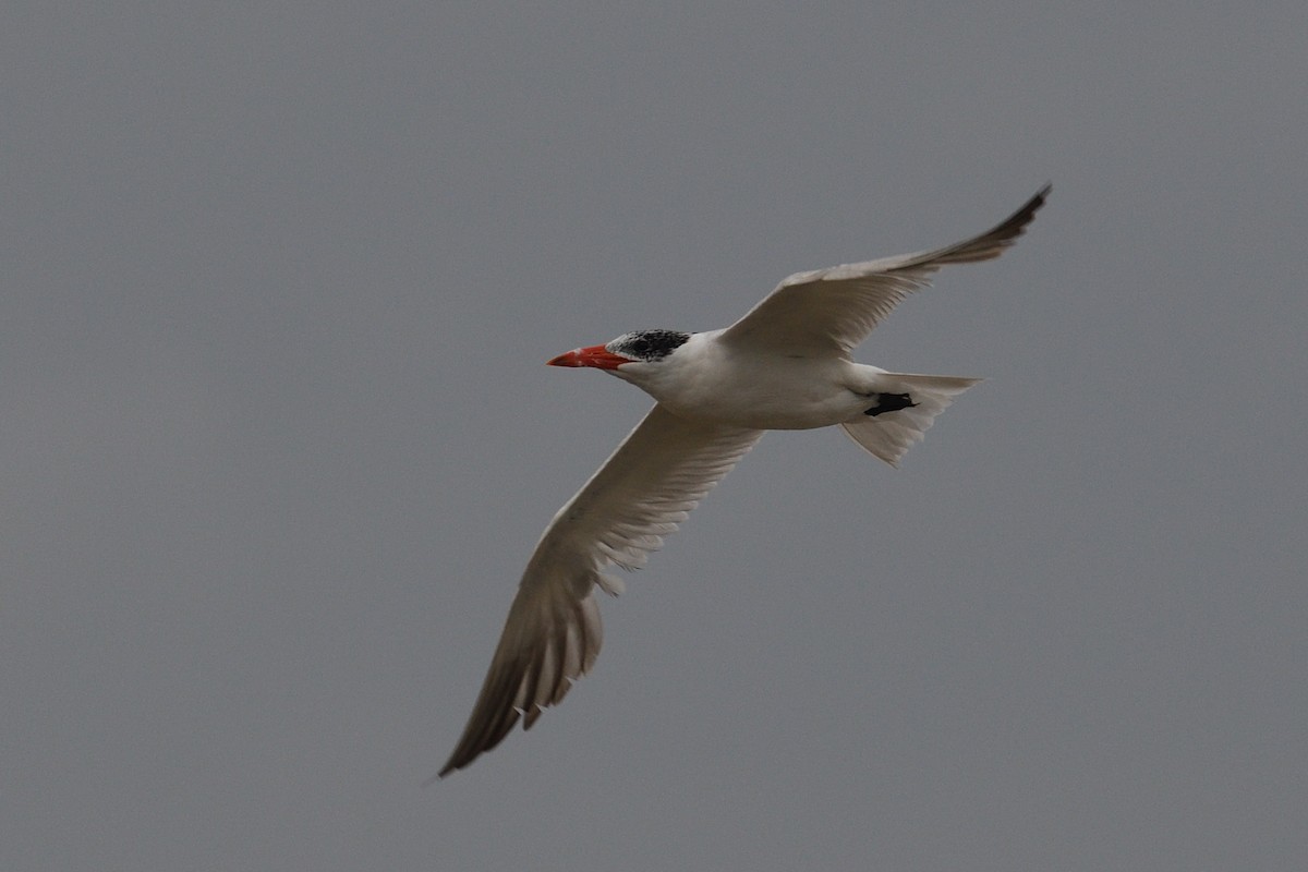 Caspian Tern - ML608396167