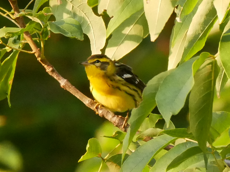 Blackburnian Warbler - ML608396193