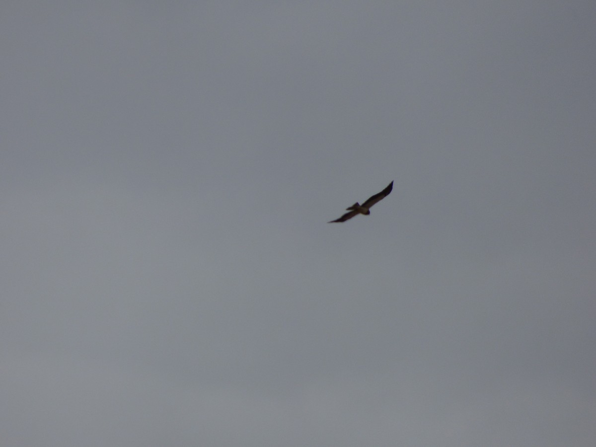 Swainson's Hawk - ML608396217