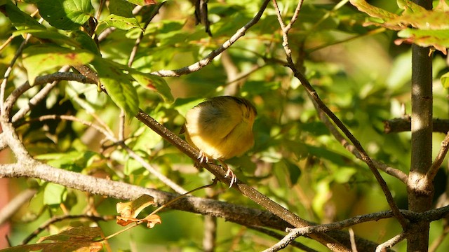 Weidengelbkehlchen - ML608396234