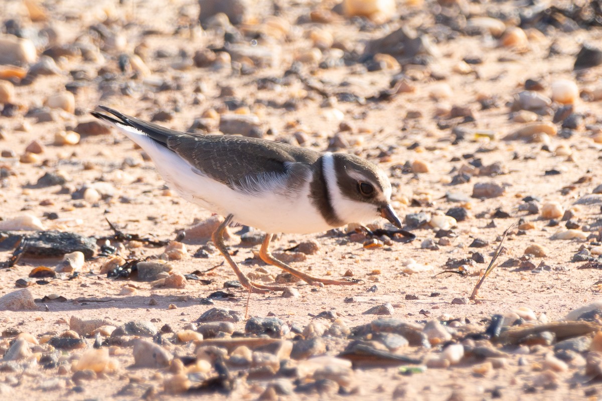 Semipalmated Plover - ML608396247