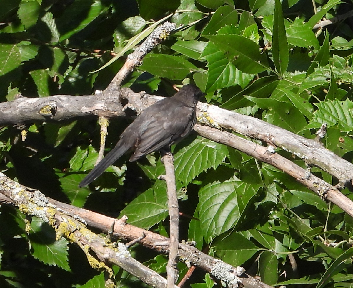 Gray Catbird - ML608396319