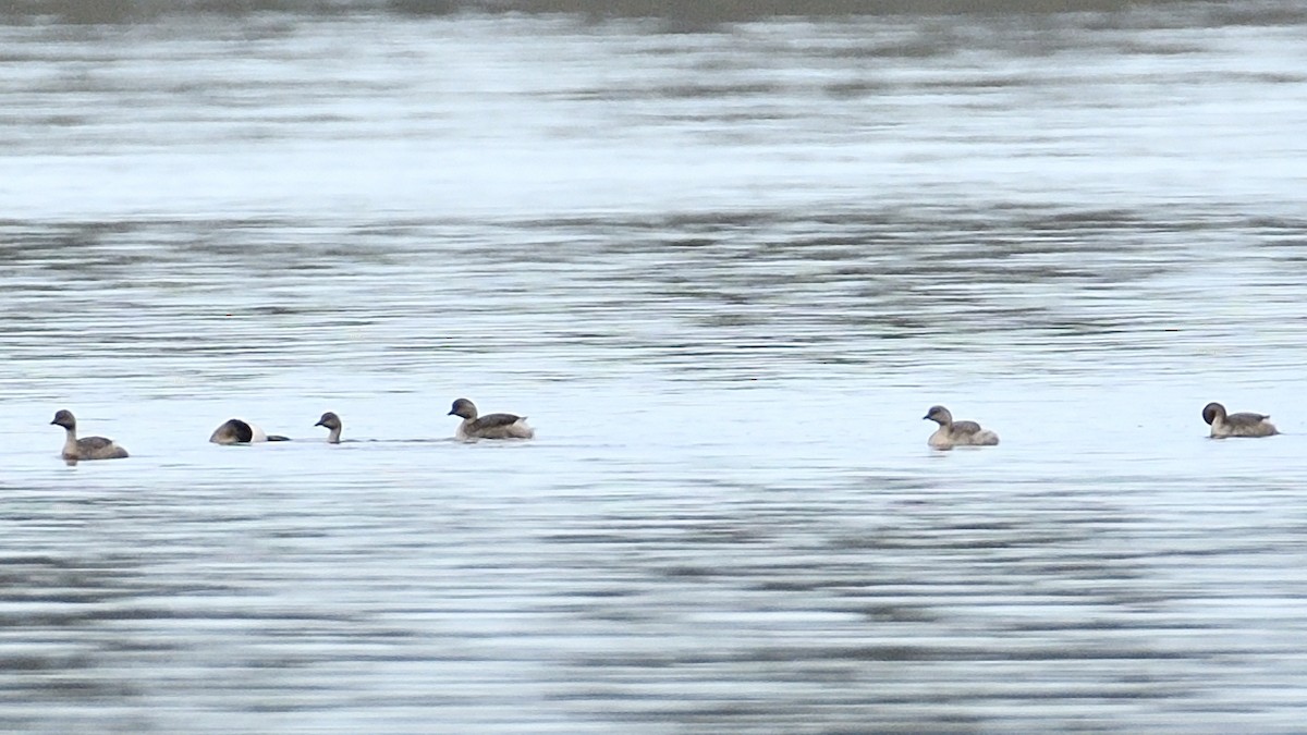 Hoary-headed Grebe - ML608396430