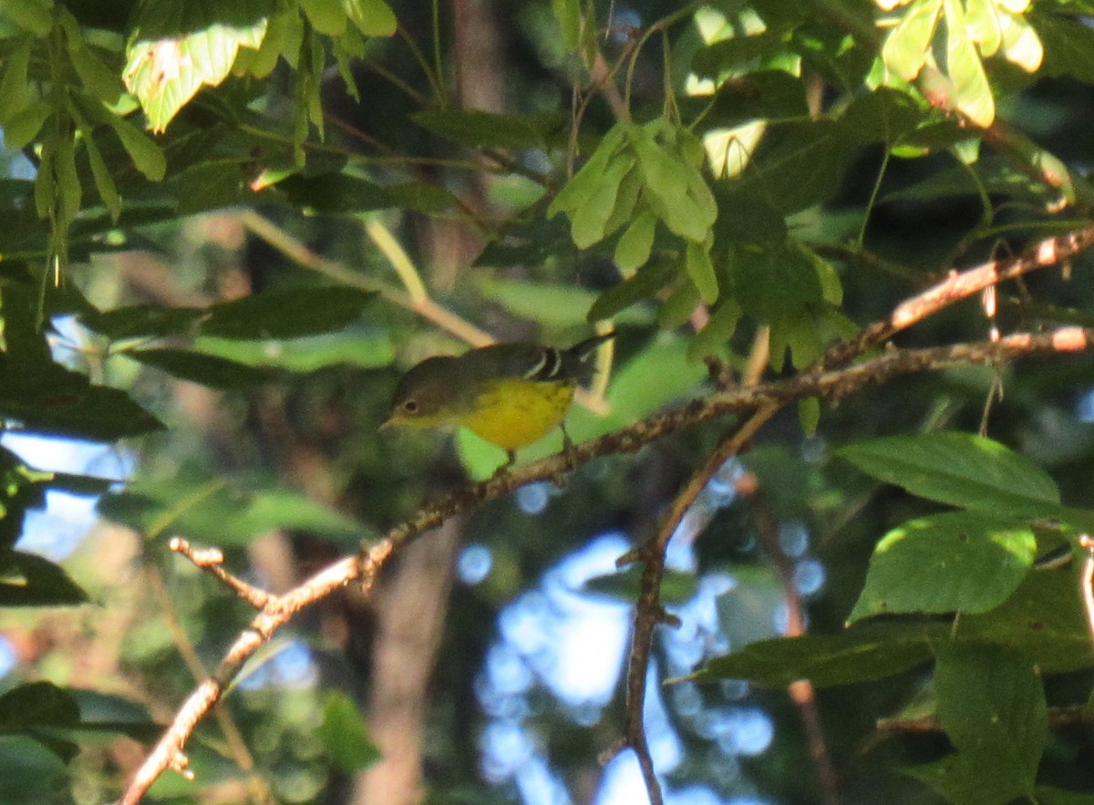 Magnolia Warbler - ML608396432