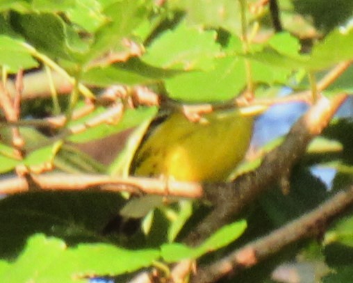 Magnolia Warbler - ML608396452