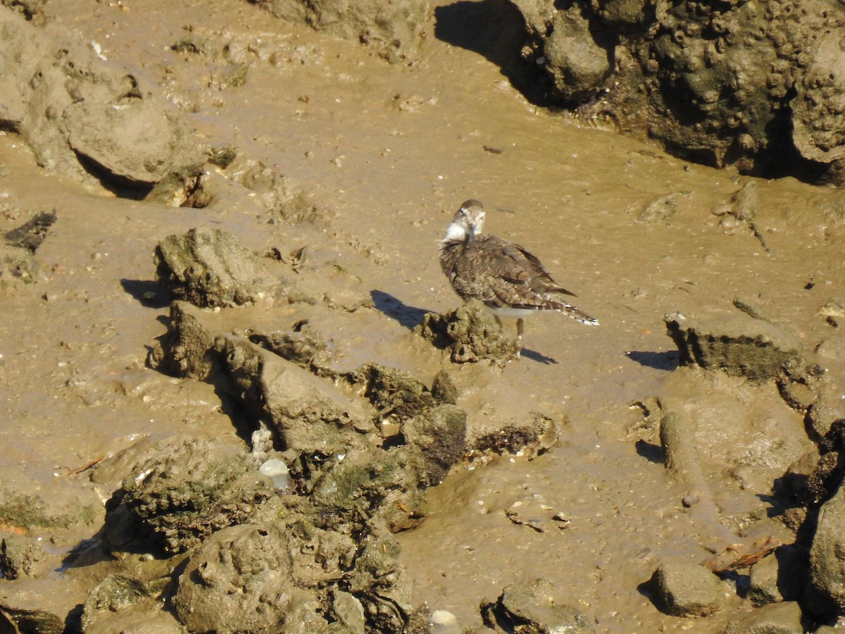 Common Sandpiper - ML608396648