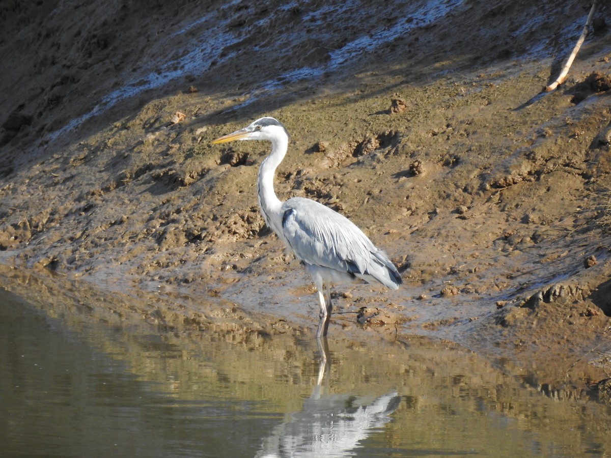 Gray Heron - ML608396661