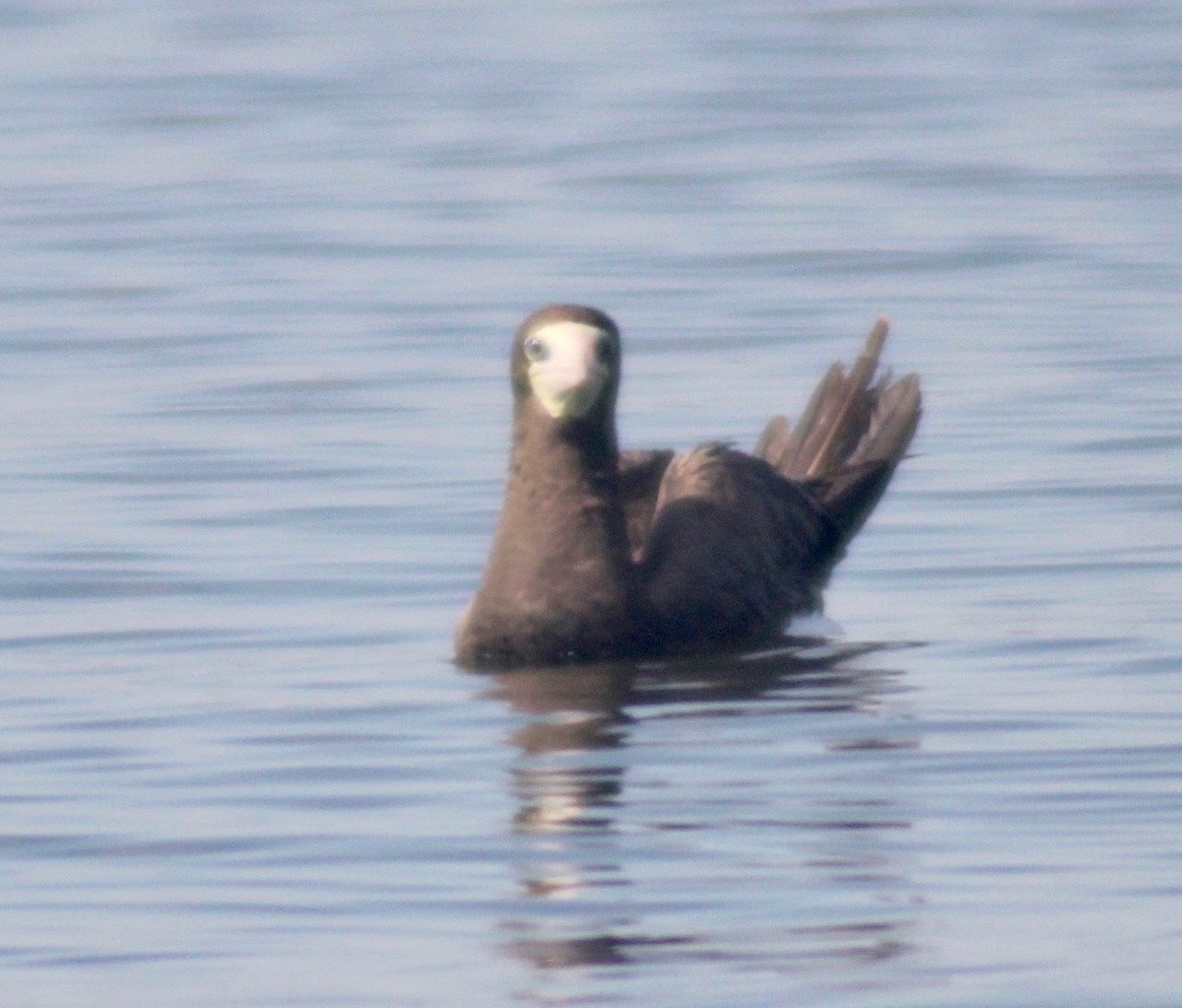 Brown Booby - ML608396709