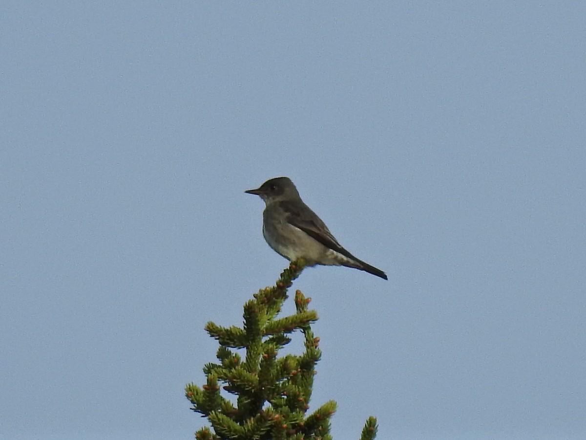 Olive-sided Flycatcher - ML60839671