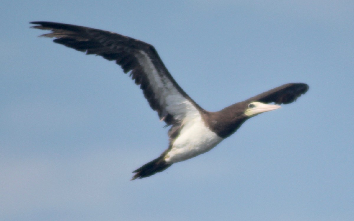 Brown Booby - ML608396710