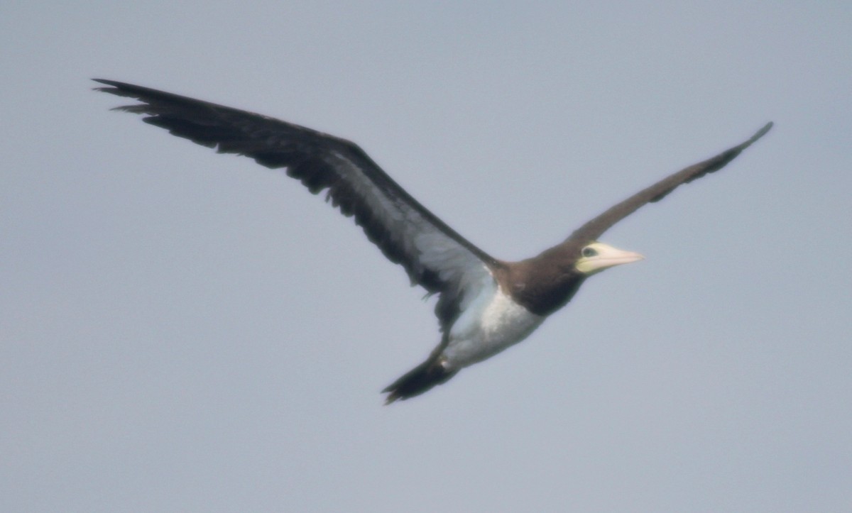 Brown Booby - ML608396711