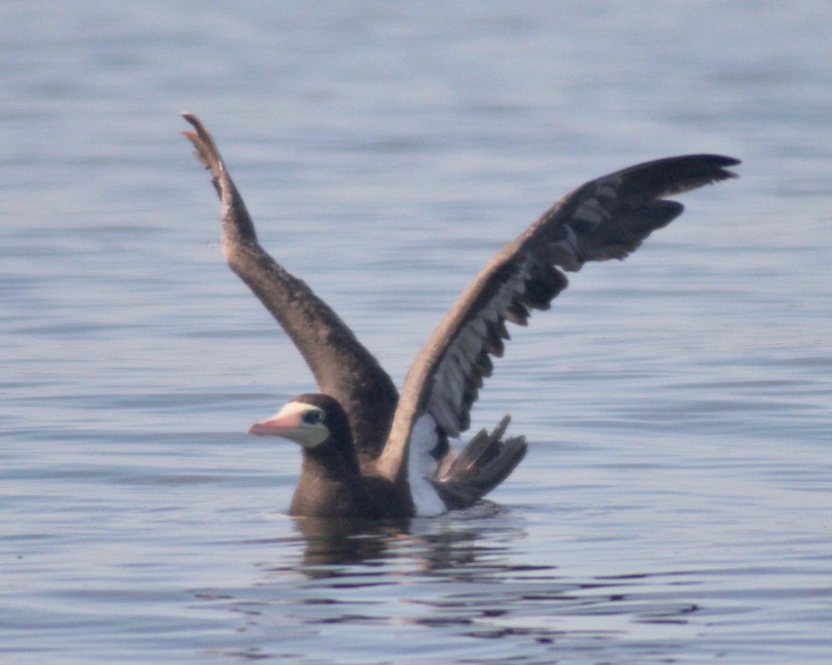 Brown Booby - ML608396712
