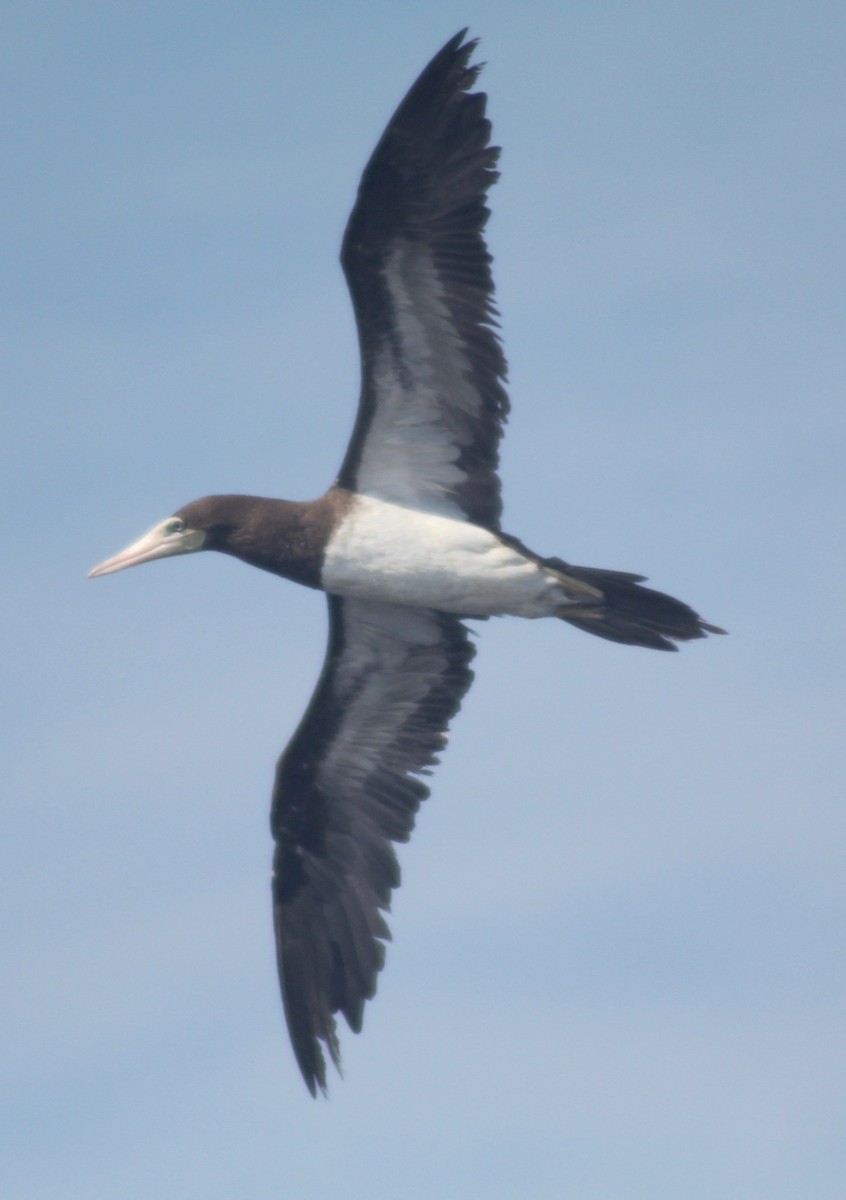 Brown Booby - ML608396713
