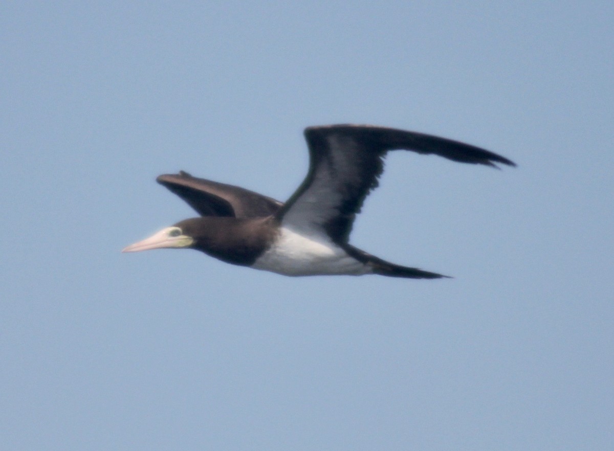 Brown Booby - ML608396714