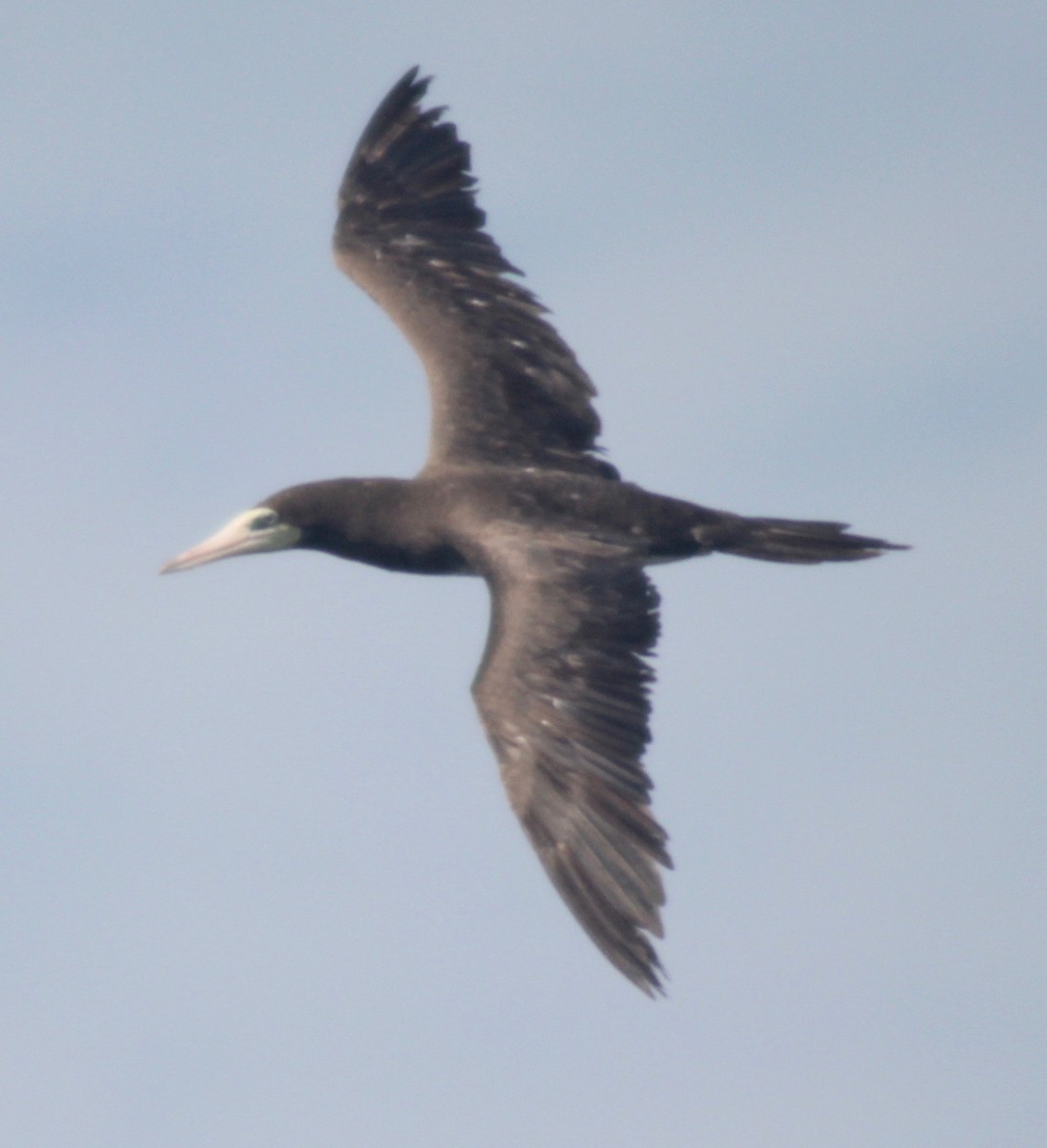 Brown Booby - ML608396715