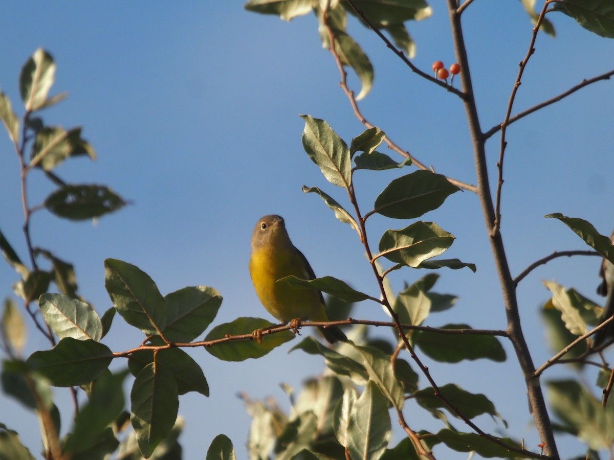 Nashville Warbler - ML608396718