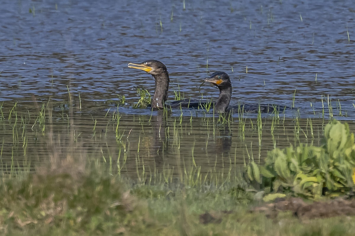 Neotropic Cormorant - ML608396756