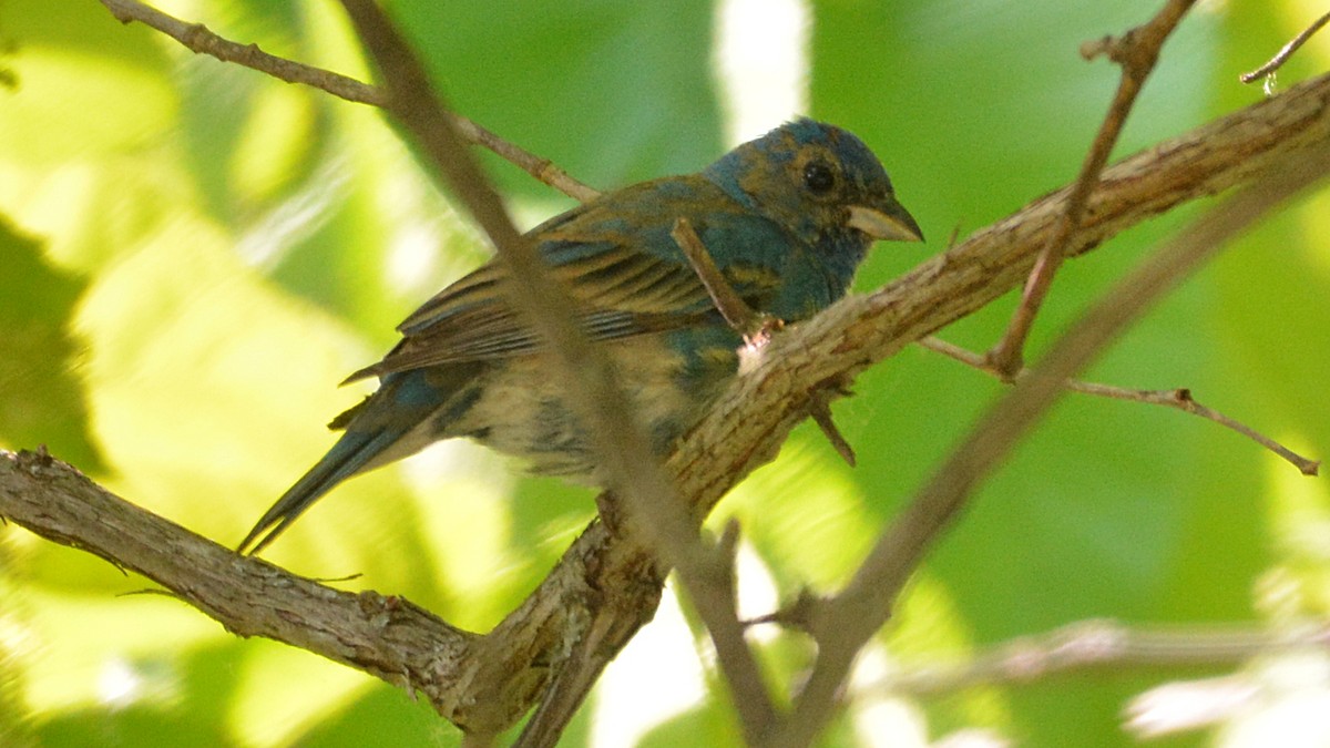 Indigo Bunting - ML60839701