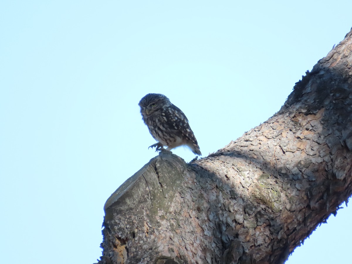 Little Owl - Sergio Calderon