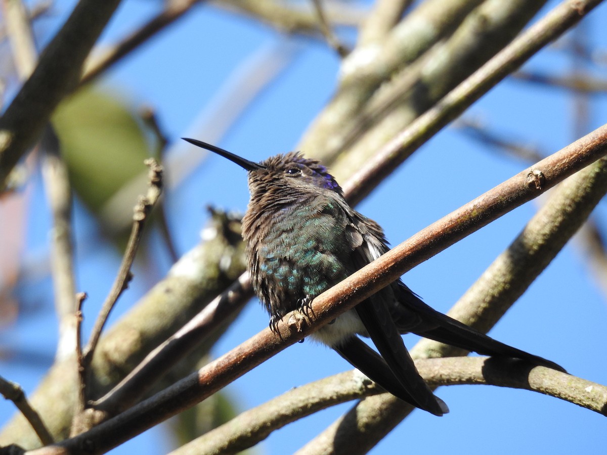 Swallow-tailed Hummingbird - Josi Guimarães