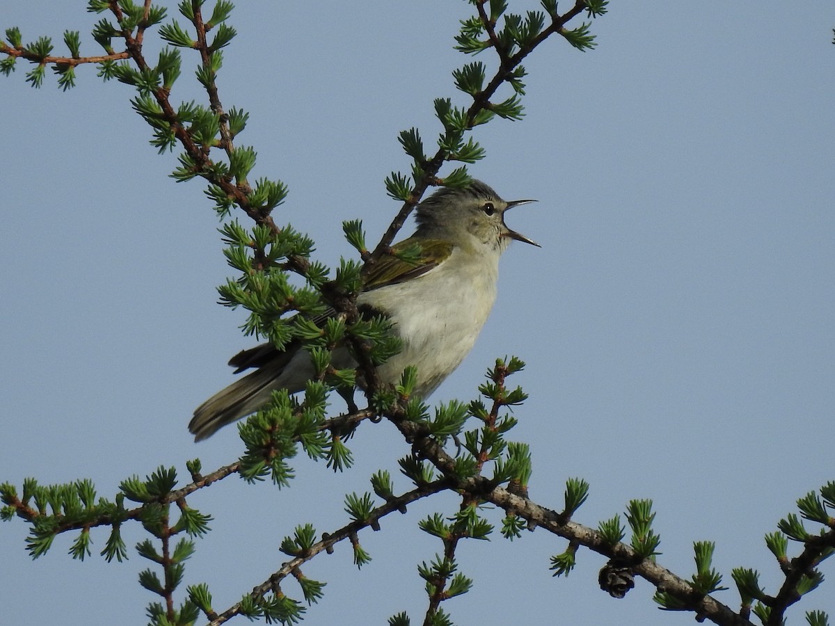 Tennessee Warbler - ML60839711