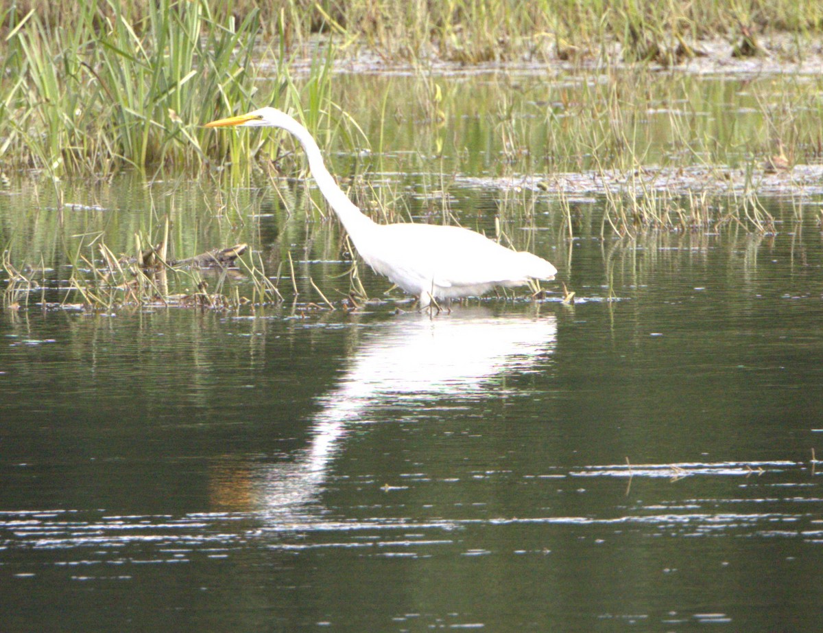 Great Egret - ML608397234