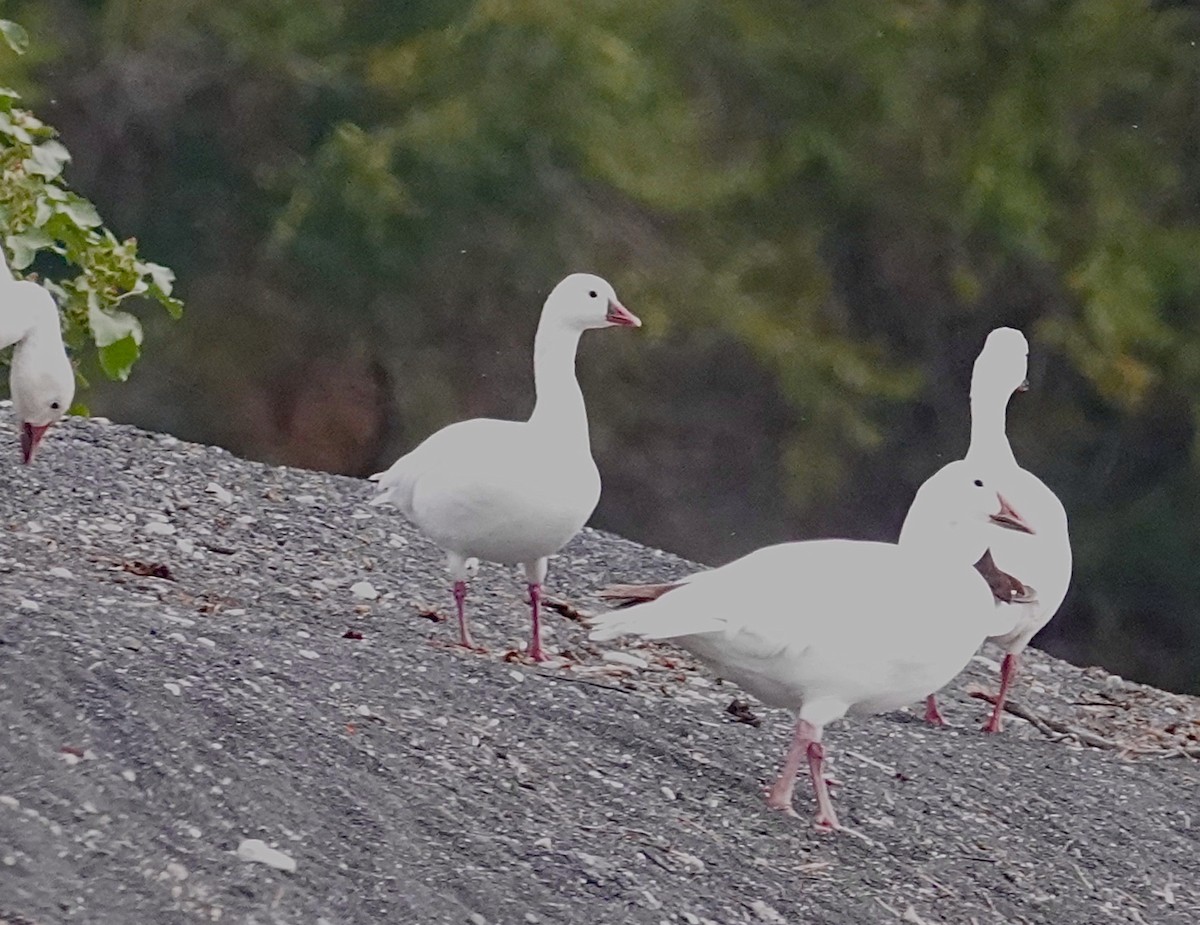 Ross's Goose - ML608397245