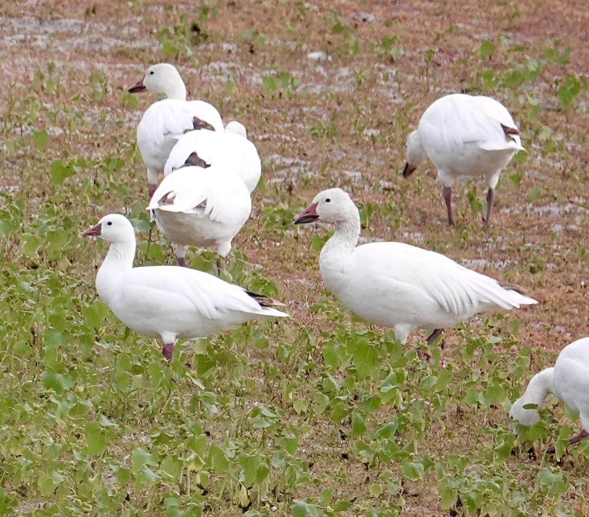 Ross's Goose - ML608397250