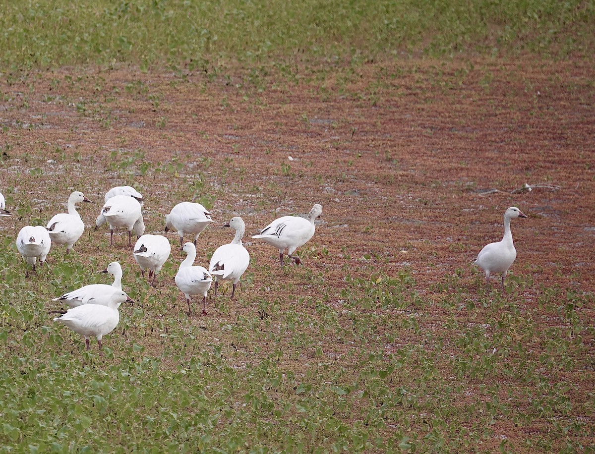 Snow Goose - ML608397269