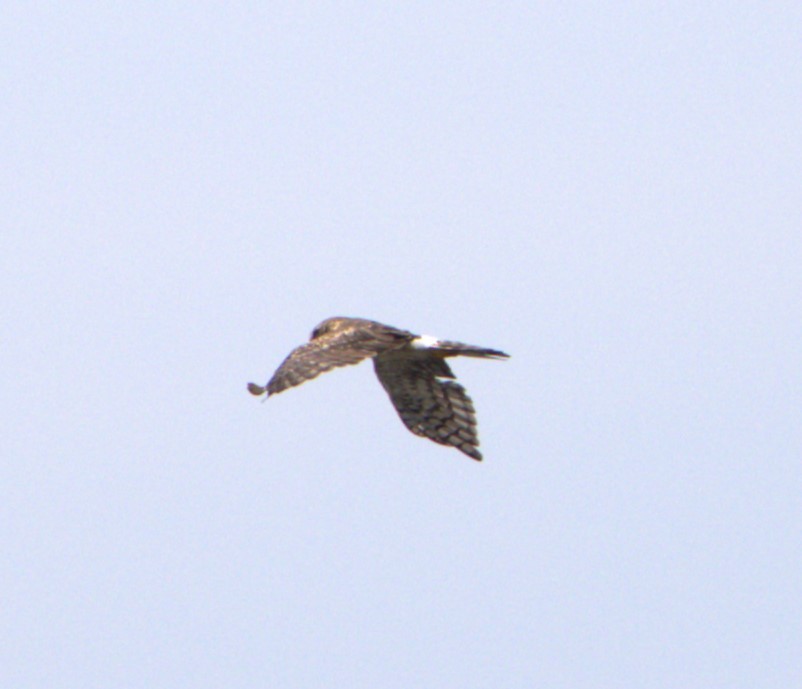 Northern Harrier - ML608397275