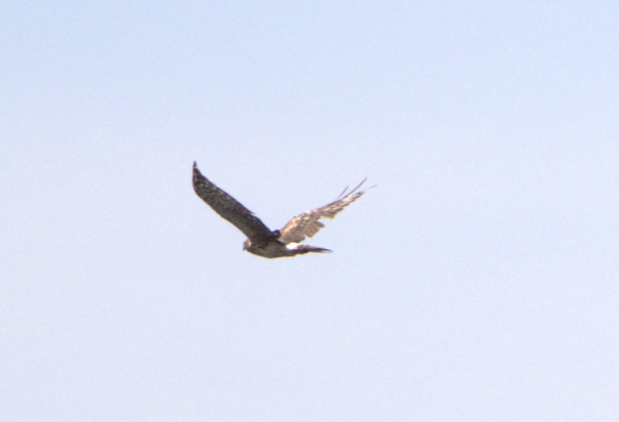 Northern Harrier - ML608397276