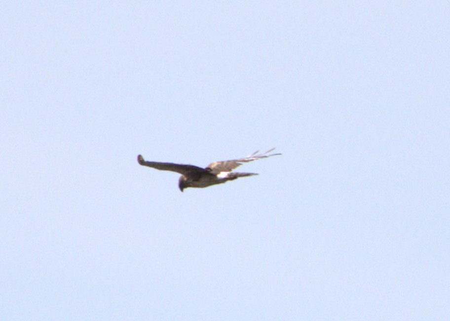 Northern Harrier - ML608397277