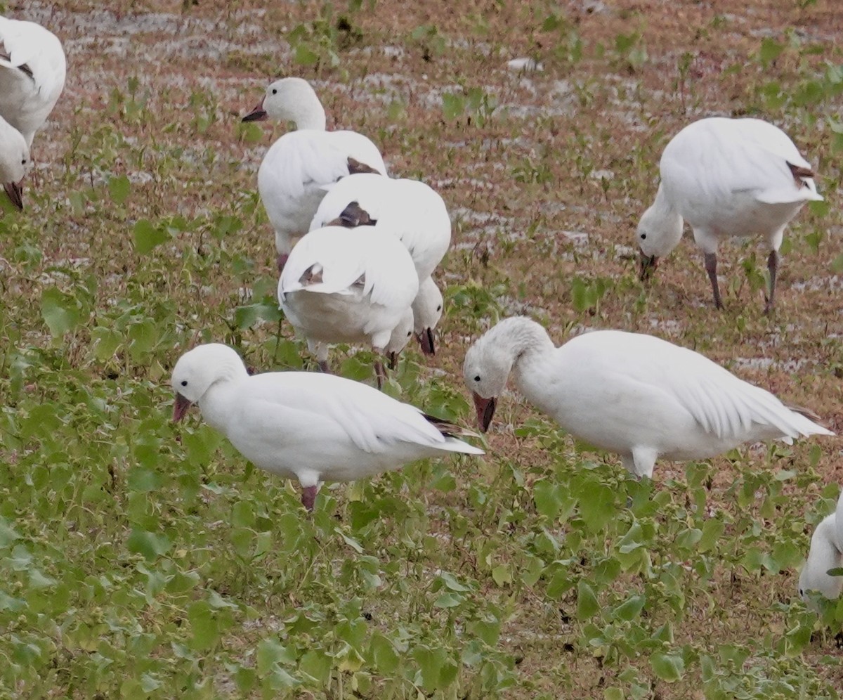 Snow Goose - ML608397295