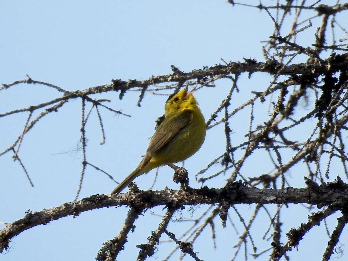 Wilson's Warbler - ML60839731