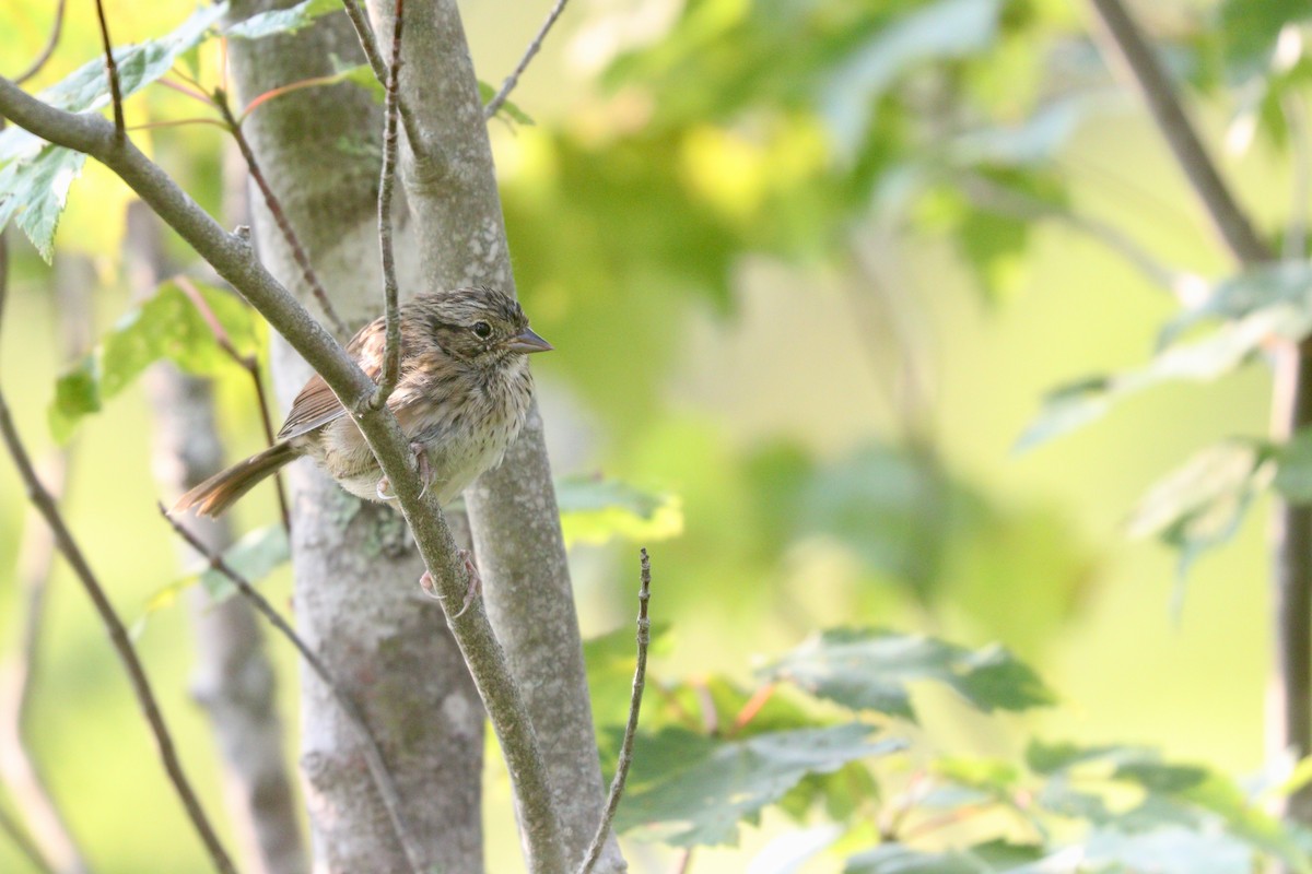 Swamp Sparrow - ML608397398