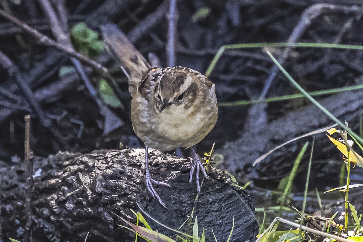 Wren-like Rushbird - ML608397494