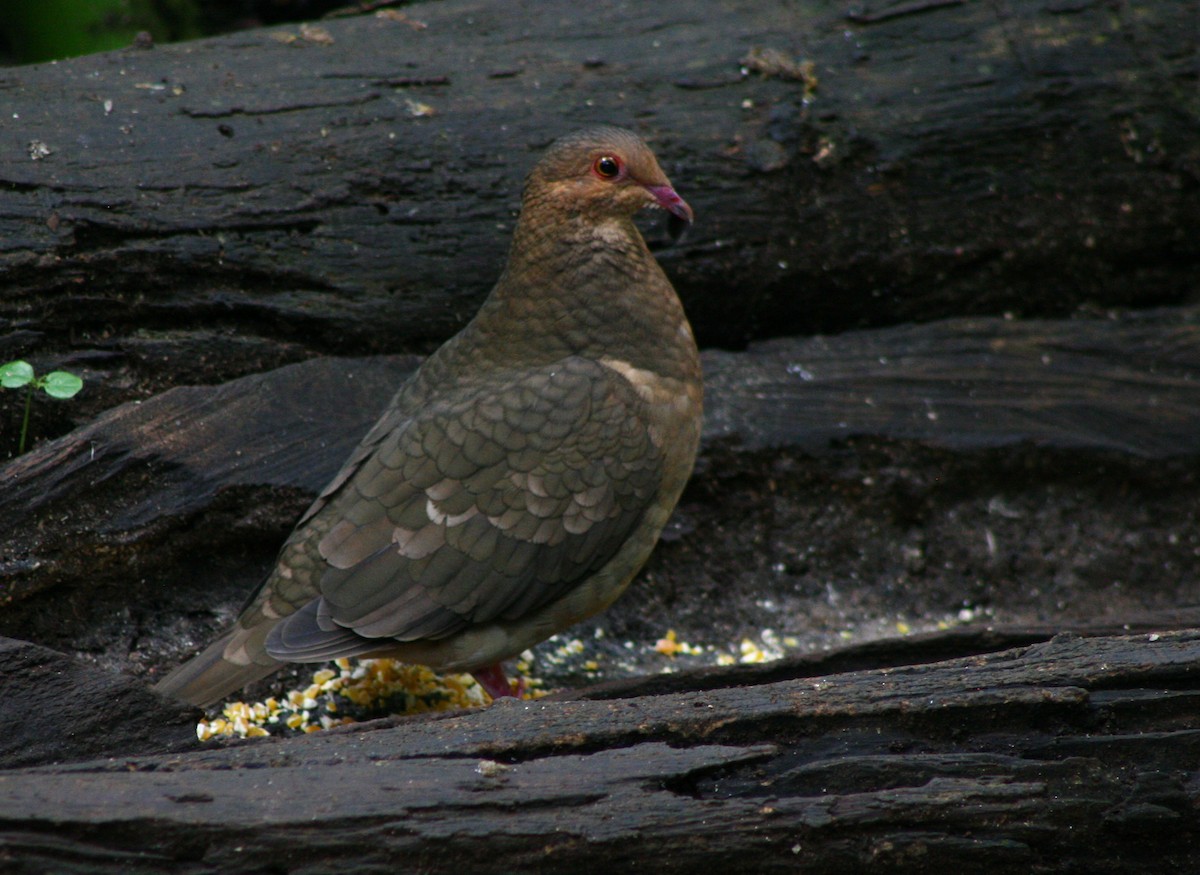 Ruddy Quail-Dove - ML608397698