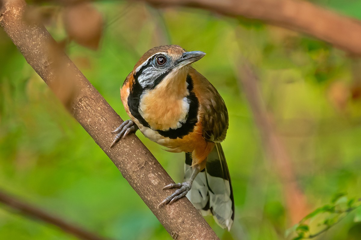 Greater Necklaced Laughingthrush - Rajkumar Das