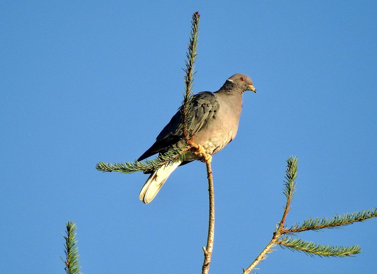 Band-tailed Pigeon - Bart Valentine