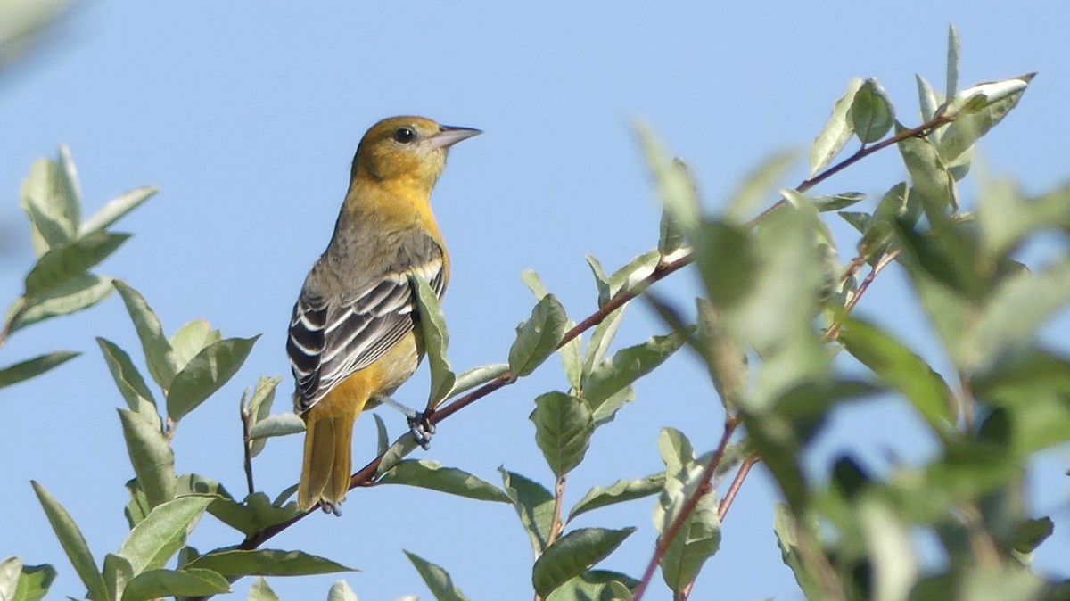 Baltimore Oriole - ML608397790