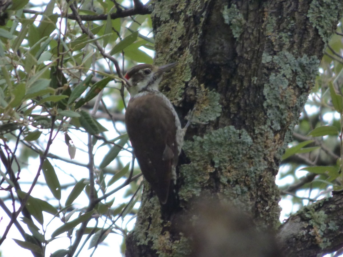 Arizona Woodpecker - Quinn F.