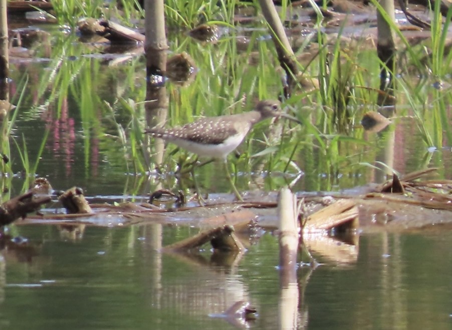 Solitary Sandpiper - Betsy B.