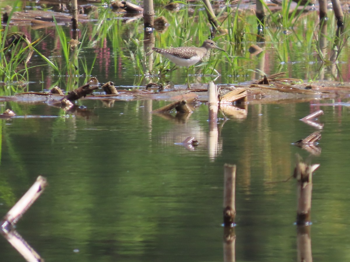 Solitary Sandpiper - ML608397803