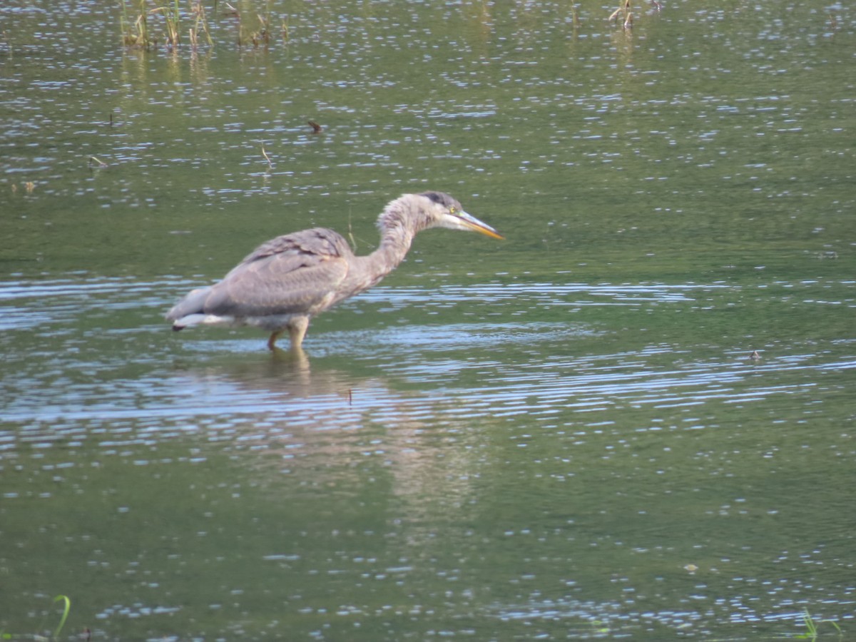 Great Blue Heron - ML608397871