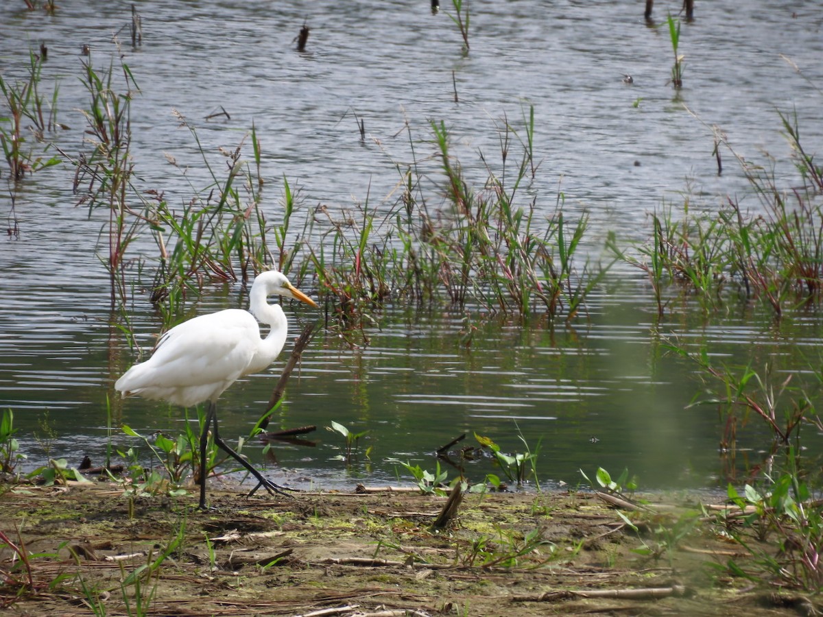 Great Egret - ML608397876