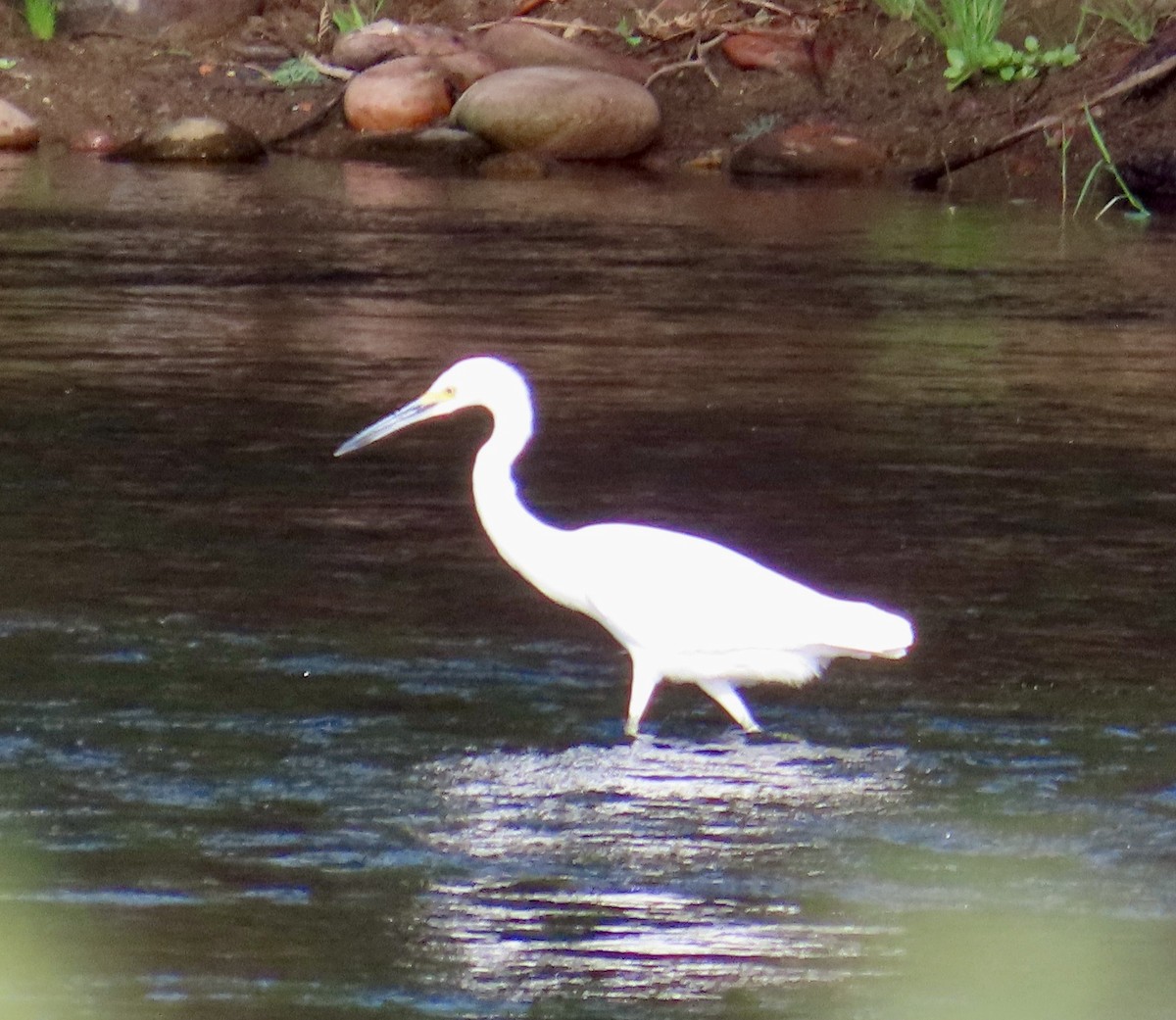 Snowy Egret - ML608397972