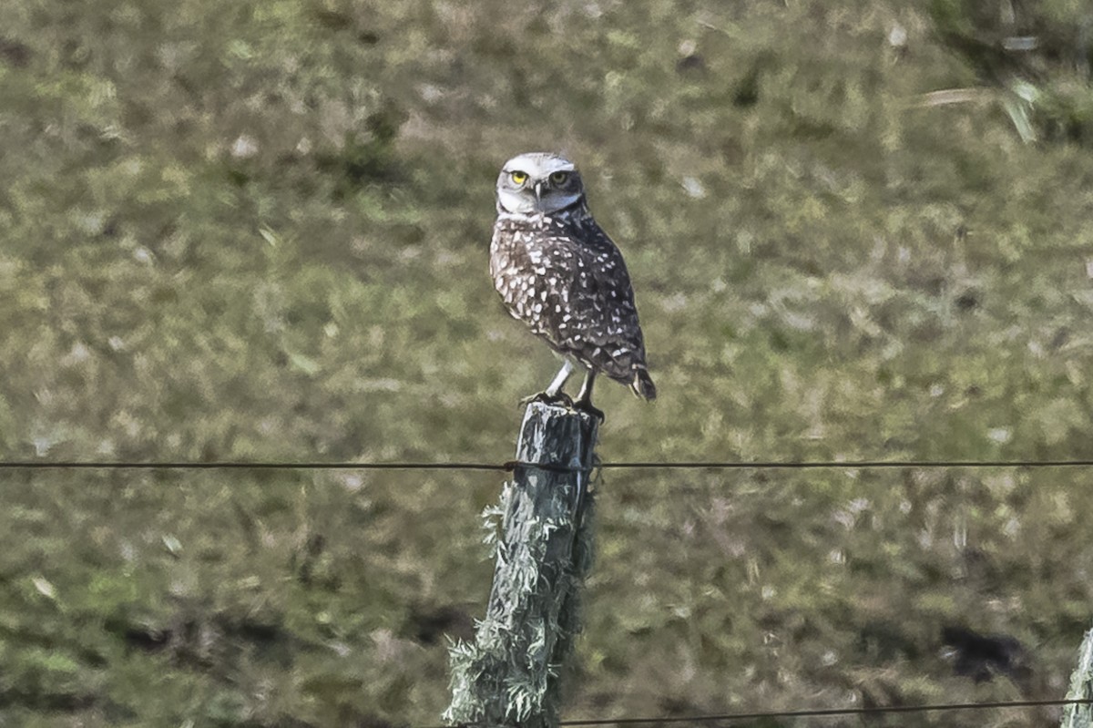 Burrowing Owl - ML608398003