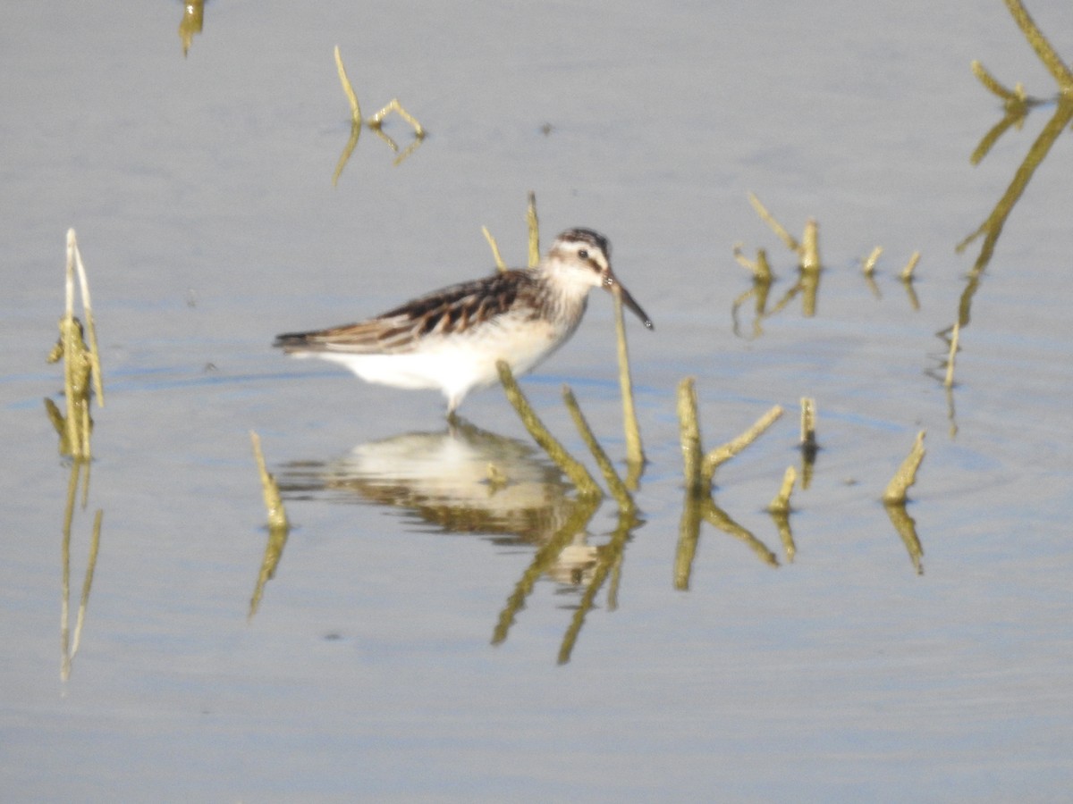 Broad-billed Sandpiper - ML608398257