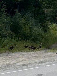 Wild Turkey - ML608398351